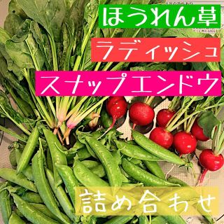 スナップエンドウ ラディッシュ ほうれん草 野菜 詰め合わせ(野菜)