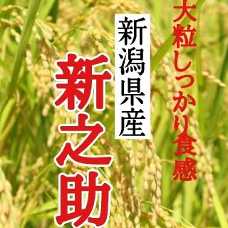 新潟県産新之助極み 玄米20㎏(令和3年産)(米/穀物)