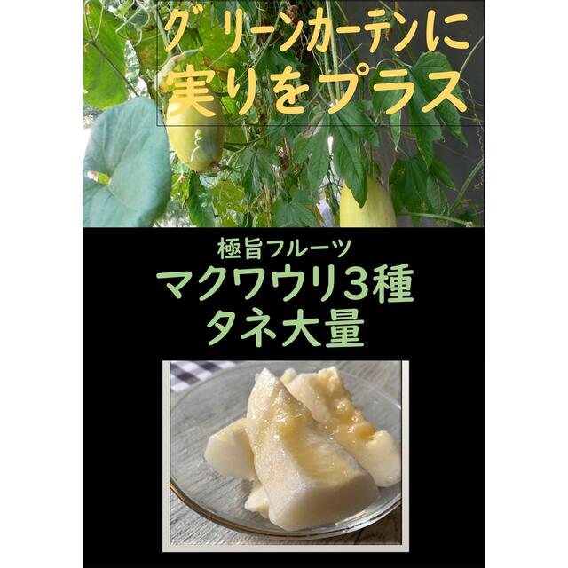 夏の思い出の味に マクワウリ3種+おまけ家庭菜園 メロン グリーンカーテンの間に 食品/飲料/酒の食品(フルーツ)の商品写真