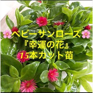 多肉植物　ベビーサンローズ『幸運の花』１５本カット苗　初心者向け(その他)