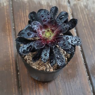 黒法師 アエオニウム 多肉植物(その他)