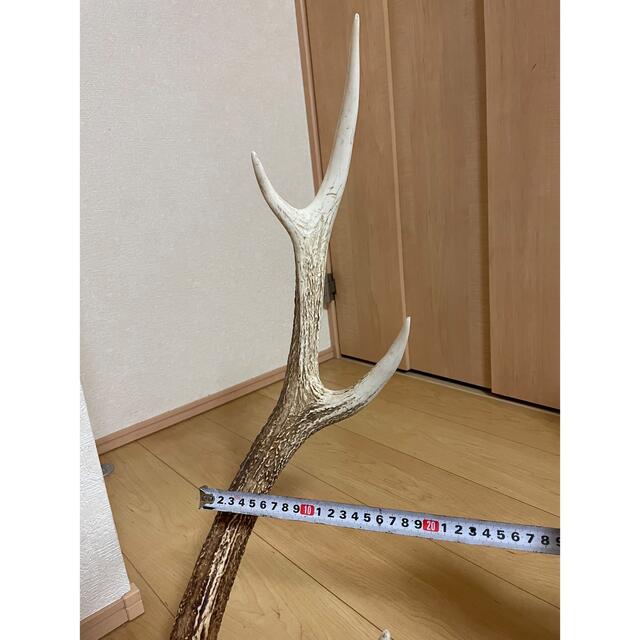 正規品在庫 鹿の角 エゾシカ 鹿角 壁飾り 頭 壁掛け インテリア 蝦夷鹿