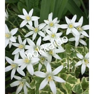 オオアマナ オーニソガラム 球根 植えっぱなしok の通販 ラクマ