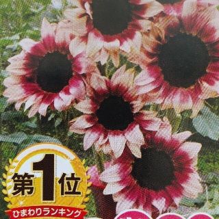 花の種         プロカットプラム(その他)