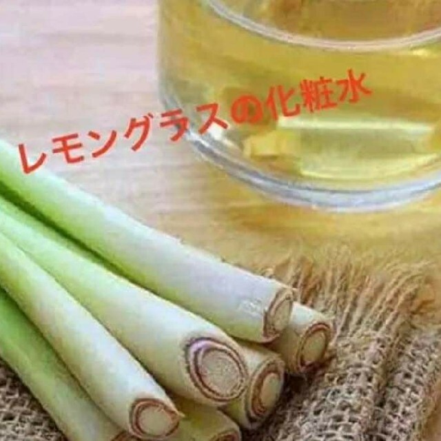 紫レモングラス苗 3本 最高の香り 食品/飲料/酒の食品(野菜)の商品写真