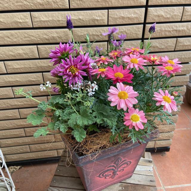 お祝い長く楽しめる寄せ植え♡母の日ギフト