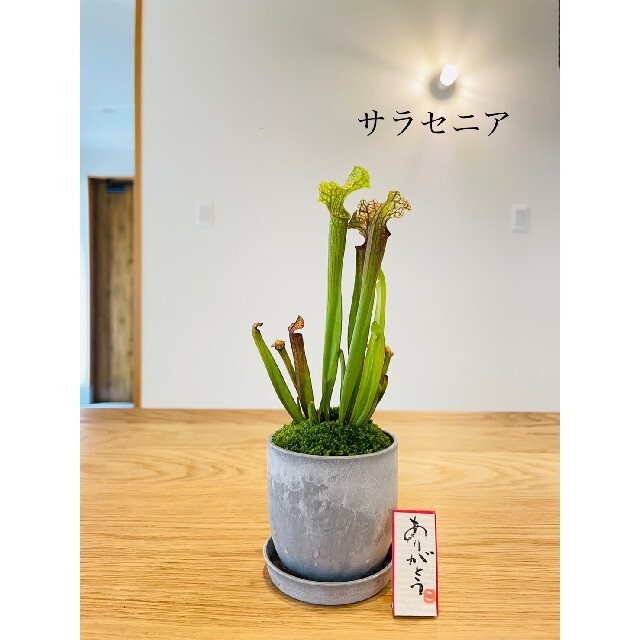 サラセニアの苔盆栽(受け皿つき)　食虫植物 ハンドメイドのフラワー/ガーデン(その他)の商品写真