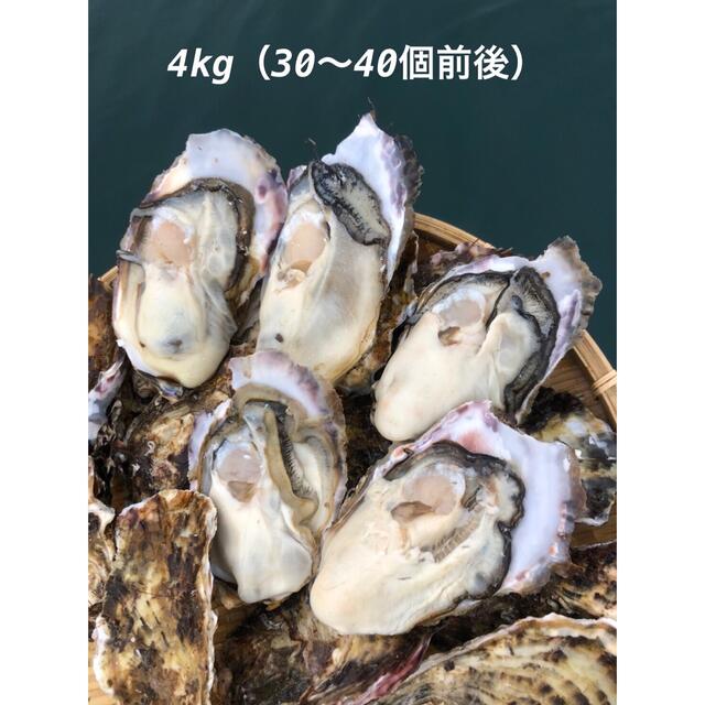 ＜初出店価格＞三陸産殻付きプリプリ生牡蠣　生食可能　4kg 産地直送　（好評）