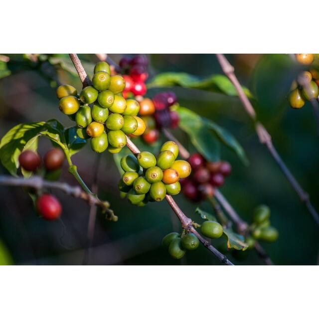 コーヒーの木　苗　2株セット（小） 品種：アラビカ種 ハンドメイドのフラワー/ガーデン(プランター)の商品写真