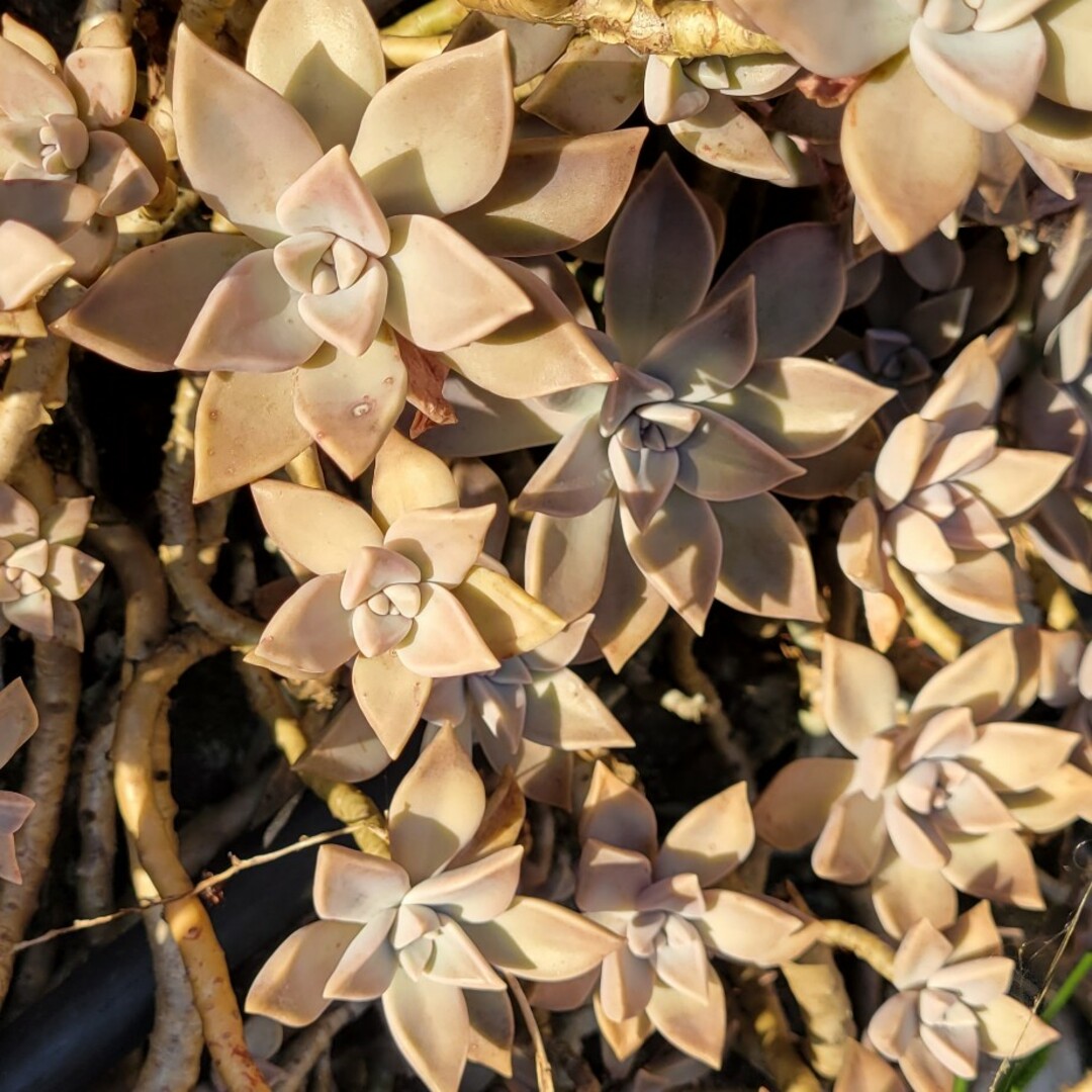 その他朧月　多肉植物　カット苗