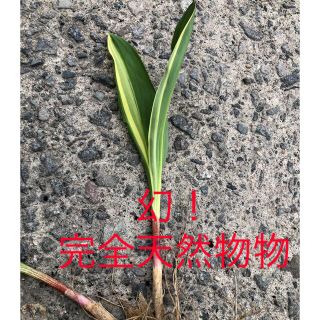 幻！！北海道産天然物本斑入り行者にんにく(野菜)