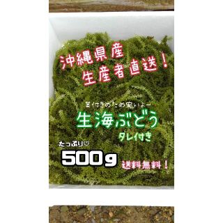 沖縄県産 海ぶどう 茎付き500ｇ“ 商品の説明⚠️必読⚠️ ”(魚介)