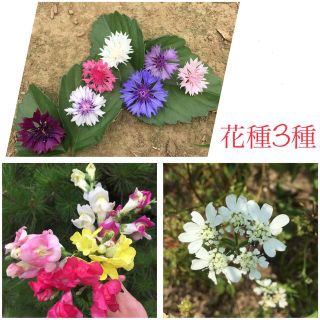 育てやすいお花の種・3種類(その他)