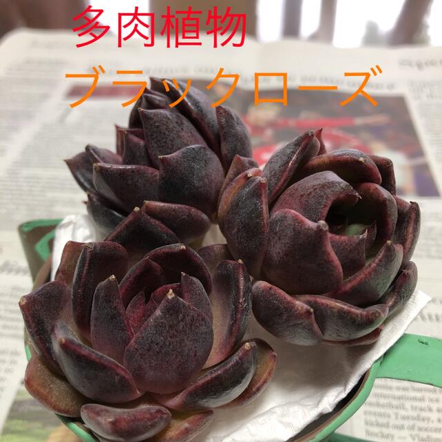 多肉植物 韓国苗 エケベリア ブラックローズ カット苗の通販 by 多肉植物 韓国苗 エケベリア ブラックローズ カット苗の通販 by