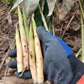 青森産 天然根曲がり竹2キロ(野菜)