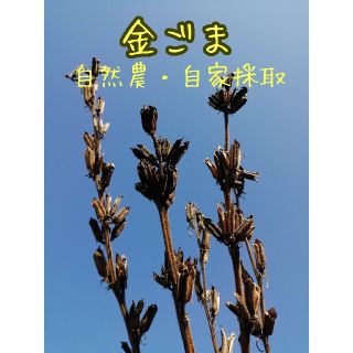 【自然農・自家採種】金胡麻の種　40粒　毎年蒔ける　野菜の種　乾燥・暑さに強い(野菜)