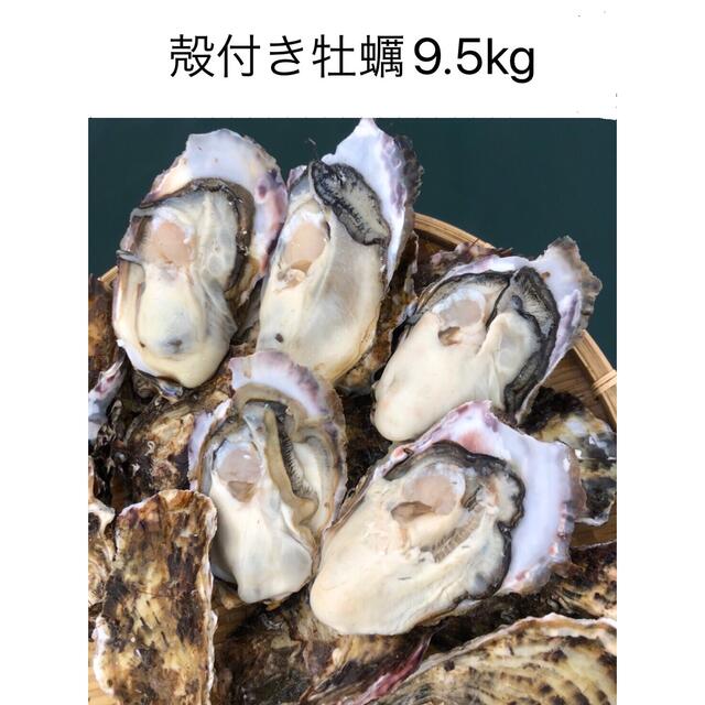 ＜予約品＞三陸産殻付きプリプリ生牡蠣　生食可能　9.5kg 産地直送