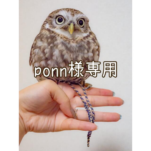 ponn様専用 その他のペット用品(鳥)の商品写真