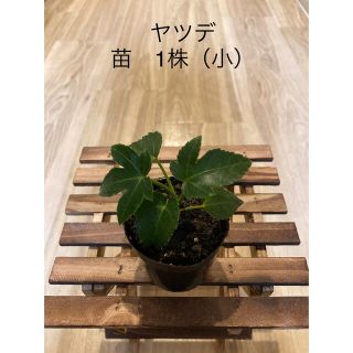 ヤツデ　苗　1株（小） 庭木　観葉植物　インテリア (プランター)