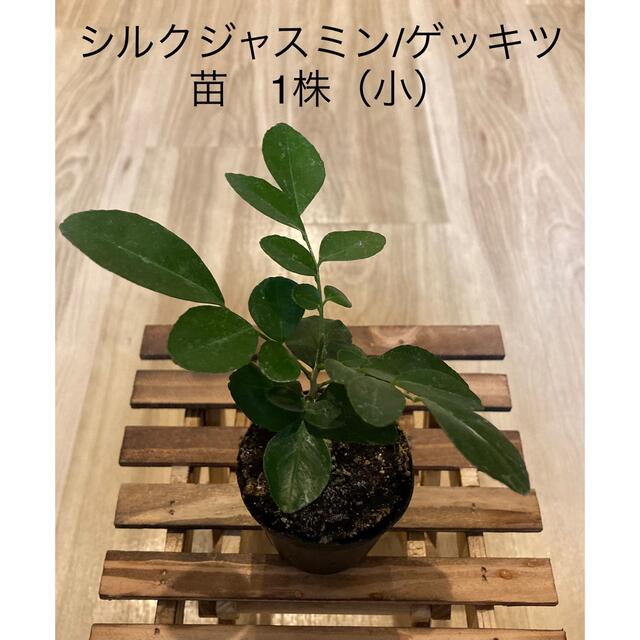 シルクジャスミン/ゲッキツ　苗　1株（小） 観葉植物　インテリア　庭木 ハンドメイドのフラワー/ガーデン(プランター)の商品写真