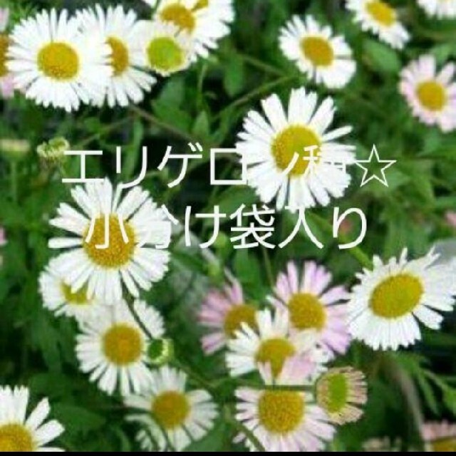 エリゲロン種☆3袋 ハンドメイドのフラワー/ガーデン(プランター)の商品写真