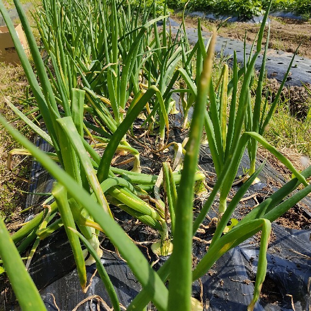 無農薬　新玉ねぎ　箱込み約5kg 食品/飲料/酒の食品(野菜)の商品写真