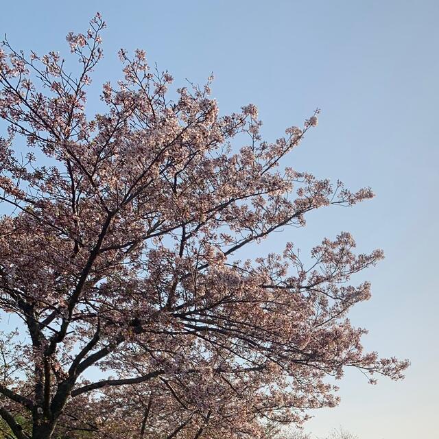 桜専用