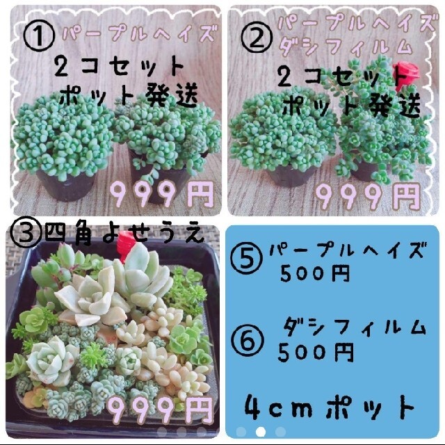 都の霞 パープルデイライト❤ 多肉植物 寄せ植え 根付き パープルヘイズ セダム ハンドメイドのフラワー/ガーデン(その他)の商品写真