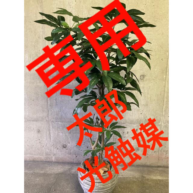 73%OFF!】 光触媒 人工観葉植物 ウォールグリーン フェイク フラワー ...