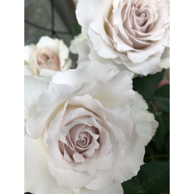 2 バラ 薔薇 苗 ベージュ 白 ハンドメイドのフラワー/ガーデン(その他)の商品写真