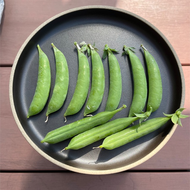 スナップエンドウ　無農薬 食品/飲料/酒の食品(野菜)の商品写真