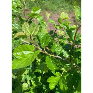 桑の葉　新芽　100g 無農薬　オーガニック(野菜)