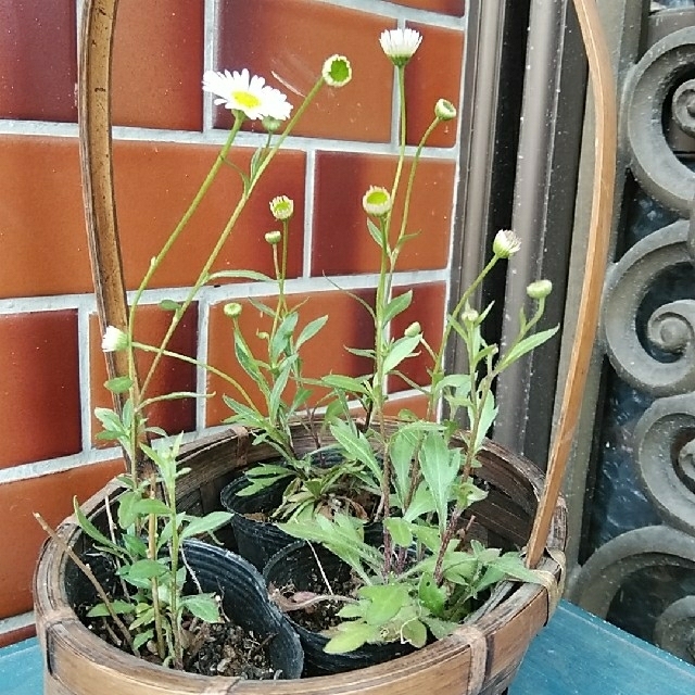 増量中！！エリゲロン･源平菊の苗4ポット ハンドメイドのフラワー/ガーデン(プランター)の商品写真