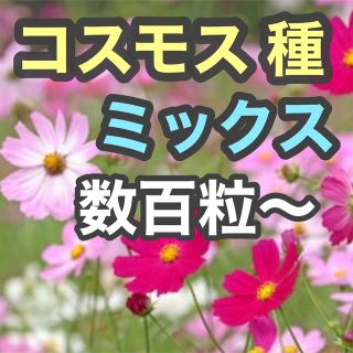 コスモス センセーション 秋桜  種 たね タネ 一年草(その他)