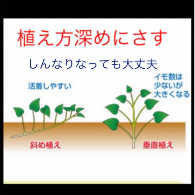 紫芋苗12本 食品/飲料/酒の食品(野菜)の商品写真