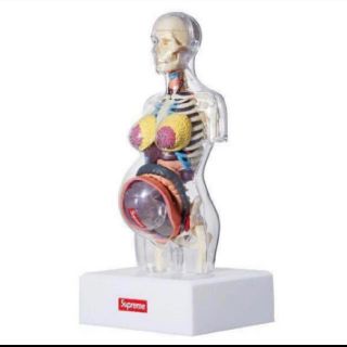 シュプリーム(Supreme)のよんた様 Supreme Female Anatomy Model人体模型(模型/プラモデル)