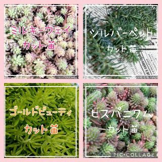 多肉植物◇カット苗　セダムセット(その他)