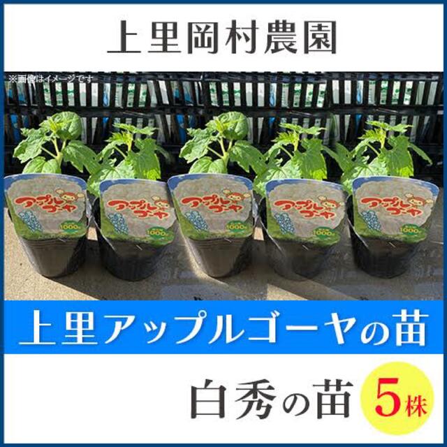 22503-61【苗白5】上里岡村農園寅さんのアップルゴーヤ白秀の苗5株 食品/飲料/酒の食品(野菜)の商品写真