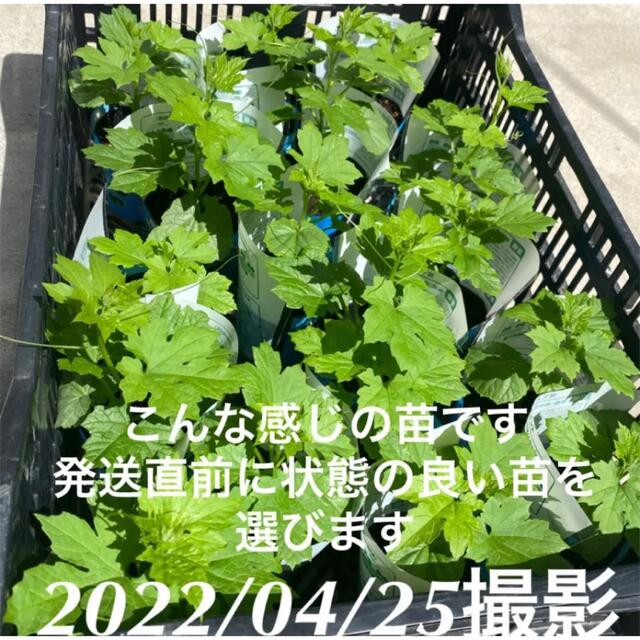 22503-61【苗白5】上里岡村農園寅さんのアップルゴーヤ白秀の苗5株 食品/飲料/酒の食品(野菜)の商品写真