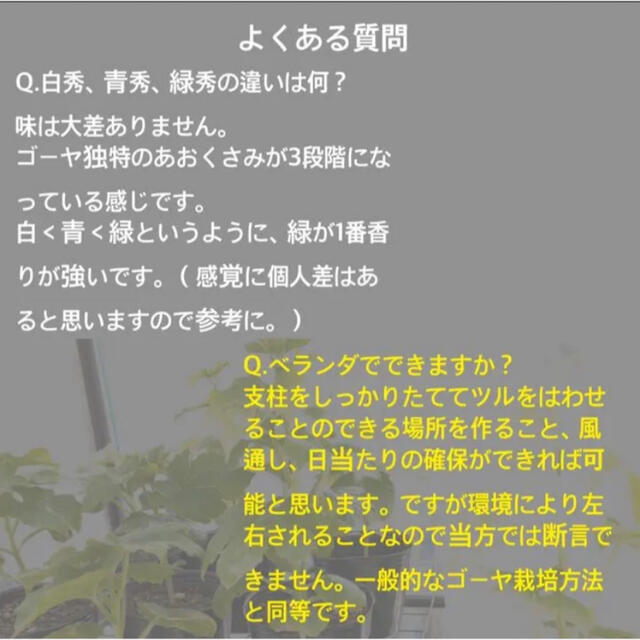 22503-61【苗白5】上里岡村農園寅さんのアップルゴーヤ白秀の苗5株 食品/飲料/酒の食品(野菜)の商品写真