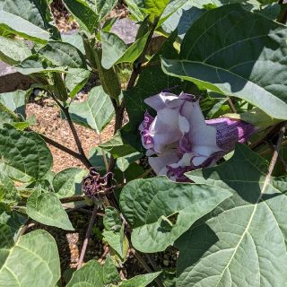 チョウセンアサガオの種(野菜)