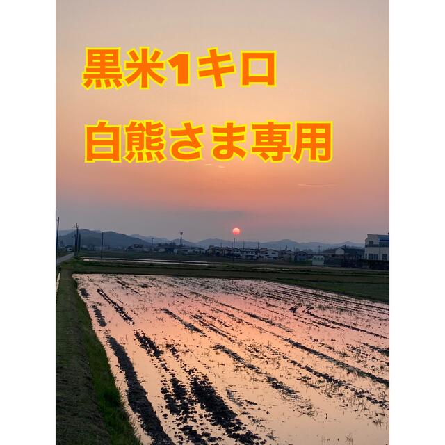 丹波篠山産黒米 食品/飲料/酒の食品(米/穀物)の商品写真