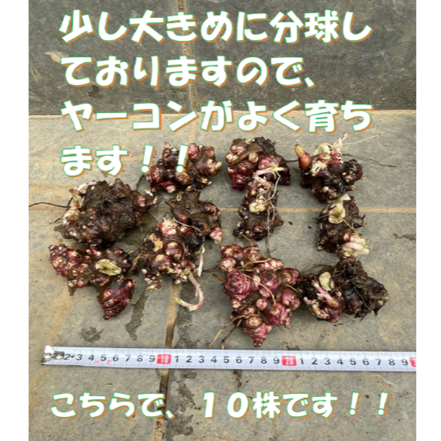 ヤーコン種芋　およそ５００ｇ　１０株　５月４日以降の発送 食品/飲料/酒の食品(野菜)の商品写真