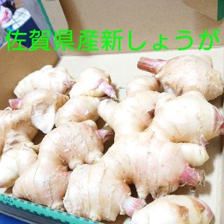 佐賀県産新しょうが(野菜)