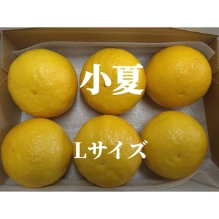 温室小夏 Lサイズ 6玉 高知県産 ゆうパケットプラス(フルーツ)