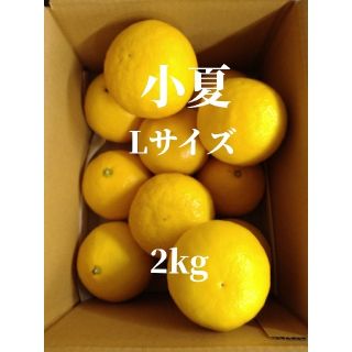 ●このちぃ様専用●温室小夏 Lサイズ 約2kg＋山北温室みかん 1kg 高知県産(フルーツ)