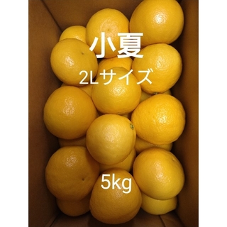 温室小夏 2Lサイズ 5kg 高知県産(フルーツ)