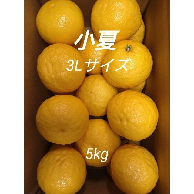 温室小夏 3Lサイズ 5kg 高知県産 食品/飲料/酒の食品(フルーツ)の商品写真