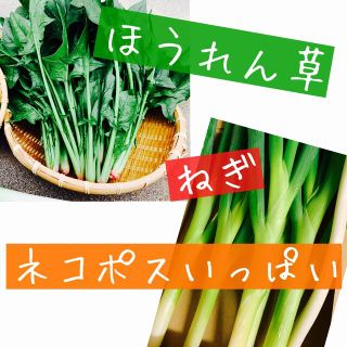 ほうれん草 ネギ 野菜 詰め合わせ ネコポス(野菜)