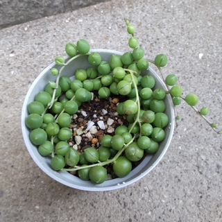 多肉植物　　グリーンネックレス(その他)